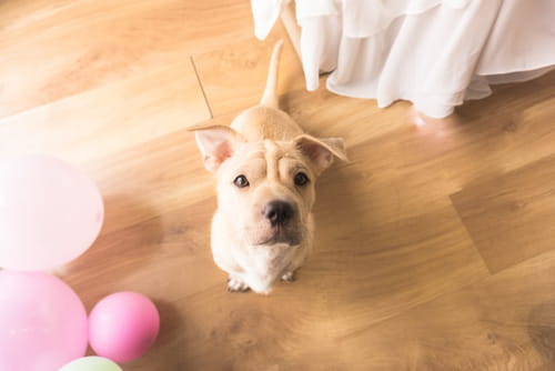 What Are The Top Tech Gadgets For Pets? - Vimarsana News