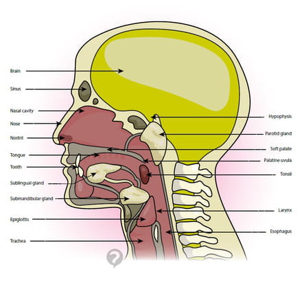Throat (anatomy) - Definition