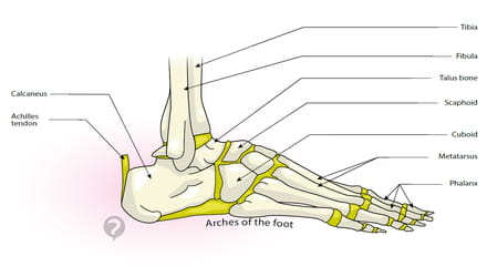 Talon Humain Anatomie Du Talon Humain | Pied : anatomie, rôles, pathologies ...