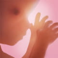 Download Pregnancy + (Organisation app)